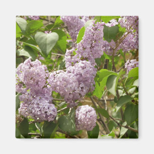 Aimant Lilac Bush Belles fleurs de printemps violettes