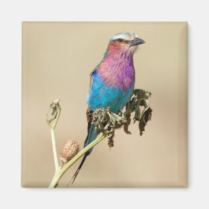 Aimant Lilac Roller à poitrine