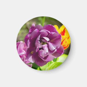 Aimant Lilac tulipes sur une journée ensoleillée