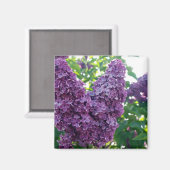 Aimant Lilacs Violet (Recto/Verso)