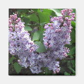 Aimant Lilas violet clair Photo (Devant)