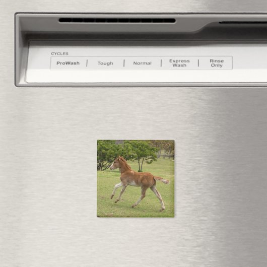 Aimant L'île de Pâques aka Rapa Nui (In Situ (Lave-vaisselle))