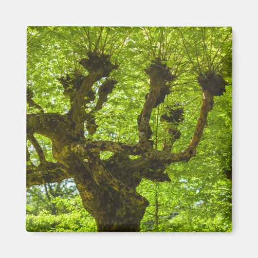 Aimant L'île de Sao Miguel (Devant)