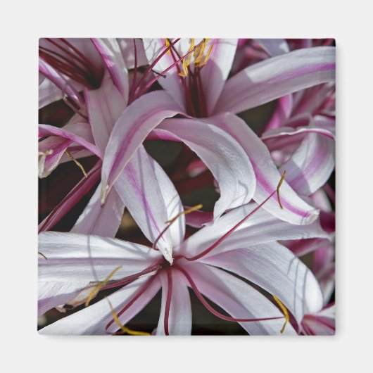 Aimant Liliums (Devant)