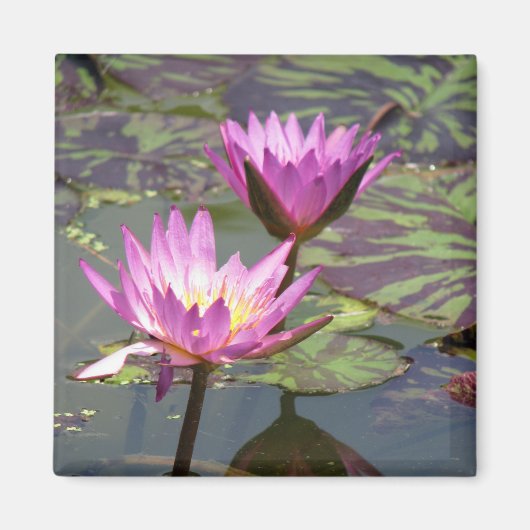 Aimant Lillypad (Devant)