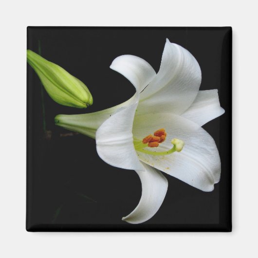 Aimant Lily (Devant)