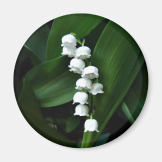 Aimant Lily de l'aimant de la vallée