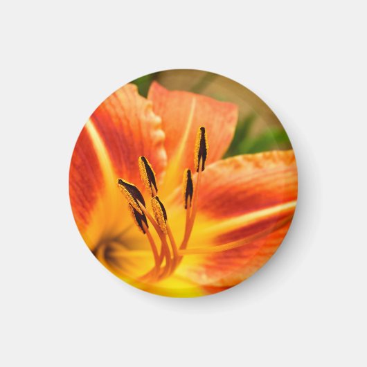 Aimant Lily de tigre orange (Devant)