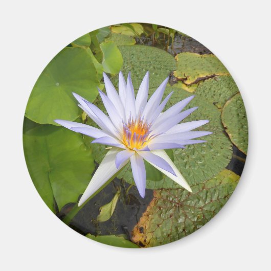 Aimant Lily d'eau (Devant)