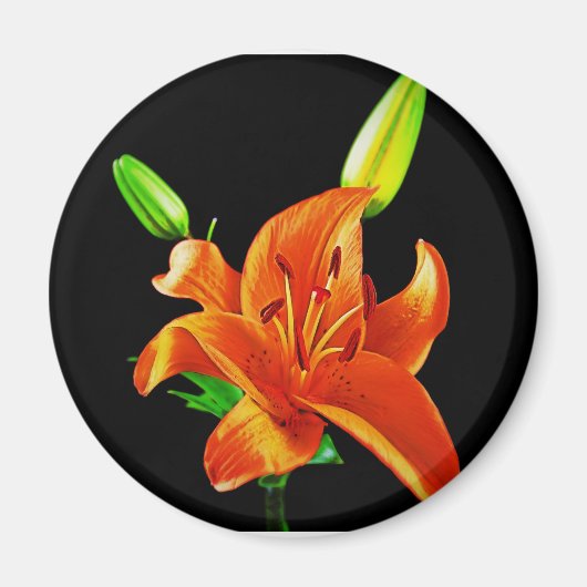 Aimant Lily Orange sur Fond Noir (Devant)