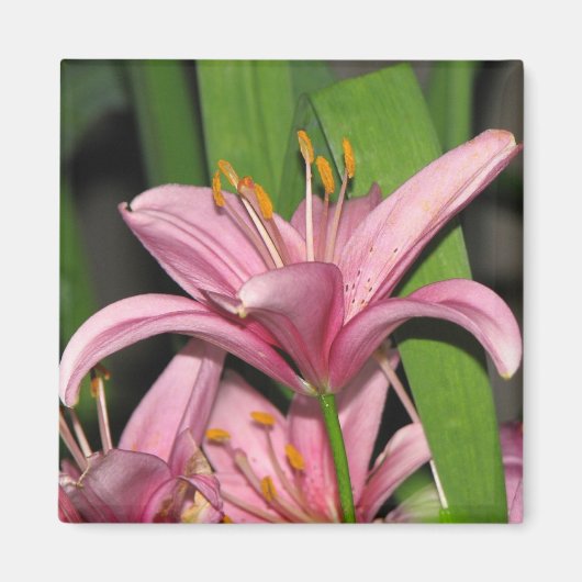 Aimant Lily rose (Devant)
