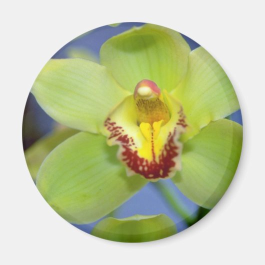 Aimant Lime fleurs de Cymbidium (Devant)