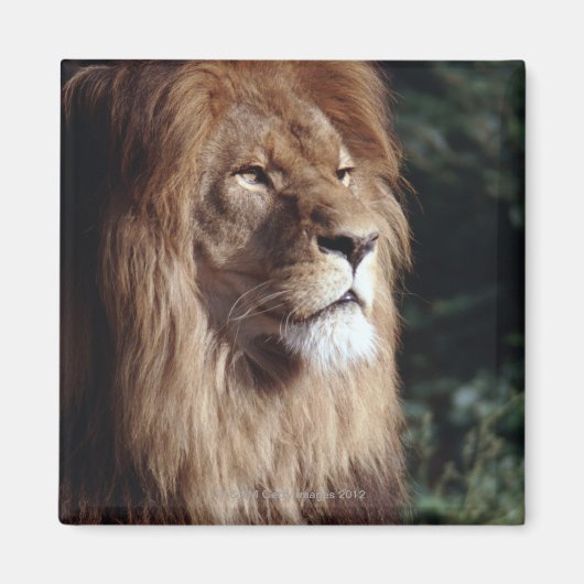 Aimant lion (Devant)