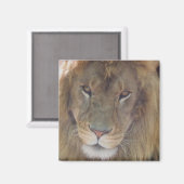 Aimant Lion (Recto/Verso)