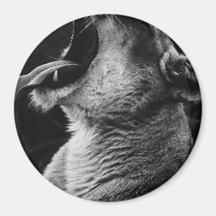 Aimant lion