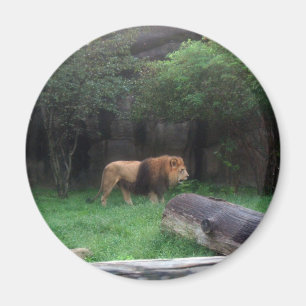 Aimant Lion