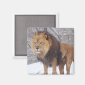 Aimant Lion (Recto/Verso)