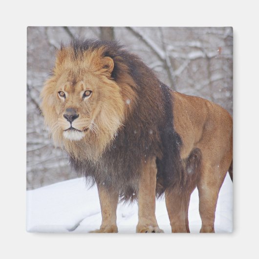 Aimant Lion (Devant)