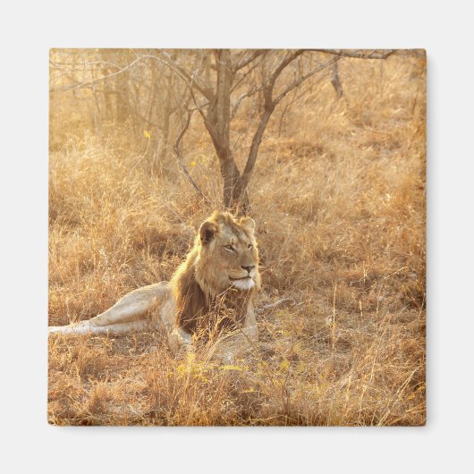 Aimant Lion (Devant)