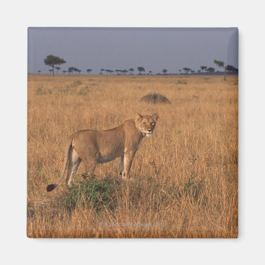 Aimant Lion (Devant)