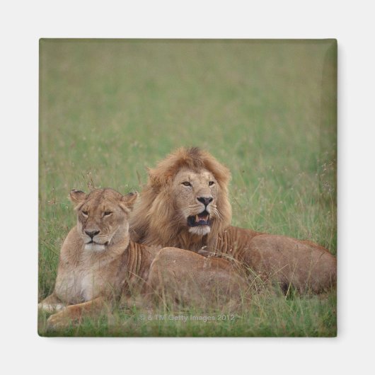 Aimant Lion 2 (Devant)