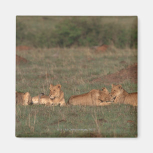 Aimant Lion 4