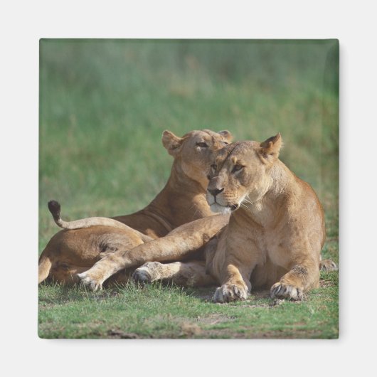 Aimant Lion 5 (Devant)