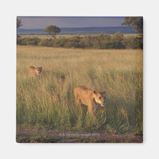 Aimant Lion 6 (Devant)