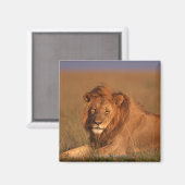 Aimant Lion 8 (Recto/Verso)