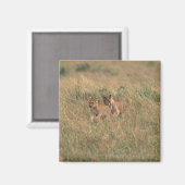 Aimant Lion 9 (Recto/Verso)