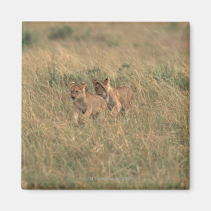Aimant Lion 9