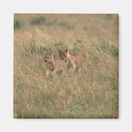 Aimant Lion 9 (Devant)
