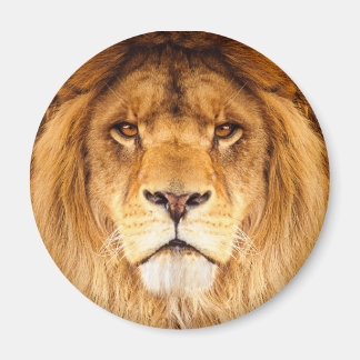Aimant Lion africain