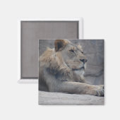 Aimant Lion africain (Recto/Verso)