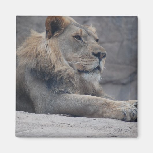 Aimant Lion africain (Devant)
