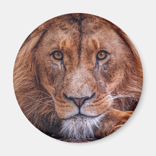 Aimant Lion africain (Devant)