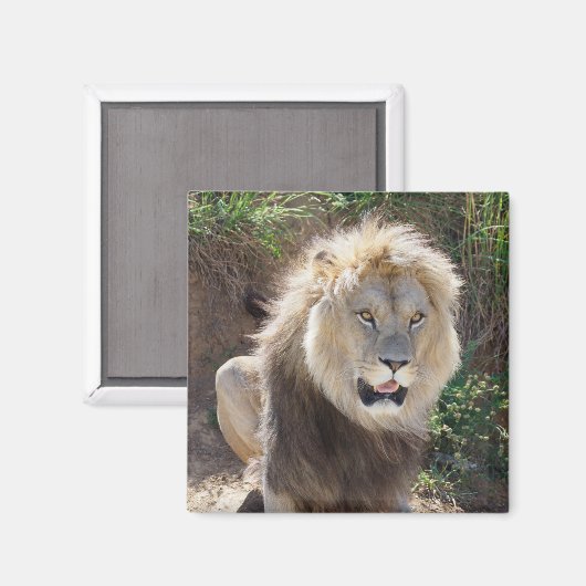 Aimant Lion assis sur les rochers (Recto/Verso)