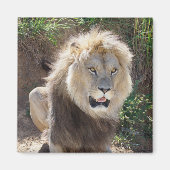 Aimant Lion assis sur les rochers (Devant)