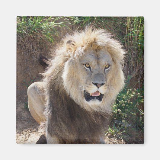 Aimant Lion assis sur les rochers (Devant)