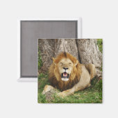 Aimant Lion au Massai Mara 1 (Recto/Verso)