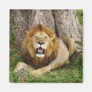 Aimant Lion au Massai Mara 1