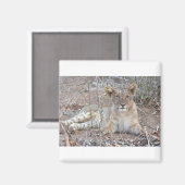 Aimant Lion Cub Avec Un Regard Doux Et Innocent. (Recto/Verso)