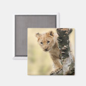 Aimant Lion Cub Climbing a Tree Cute Photo (Recto/Verso)