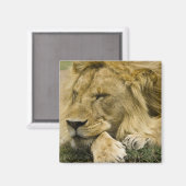 Aimant Lion d'Afrique, Lion panthère, endormi (Recto/Verso)