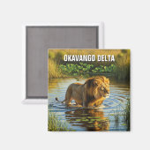 Aimant Lion dans le delta de l'Okavango Botswana (Recto/Verso)