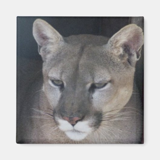 Aimant lion de montagne (Devant)