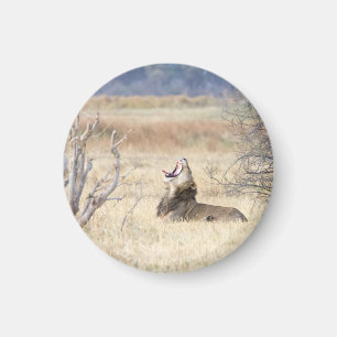 Aimant Lion de Yawning