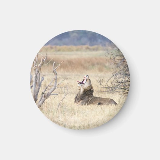 Aimant Lion de Yawning (Devant)