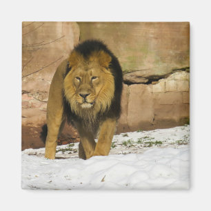 Aimant Lion debout sur la neige près d'un mur rocheux