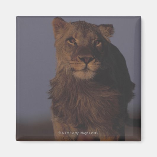 Aimant Lion en marche (Devant)